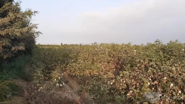 Vendo parcela agrícola de 5 has. en sector torremolino- el Carmen- Chincha - 2