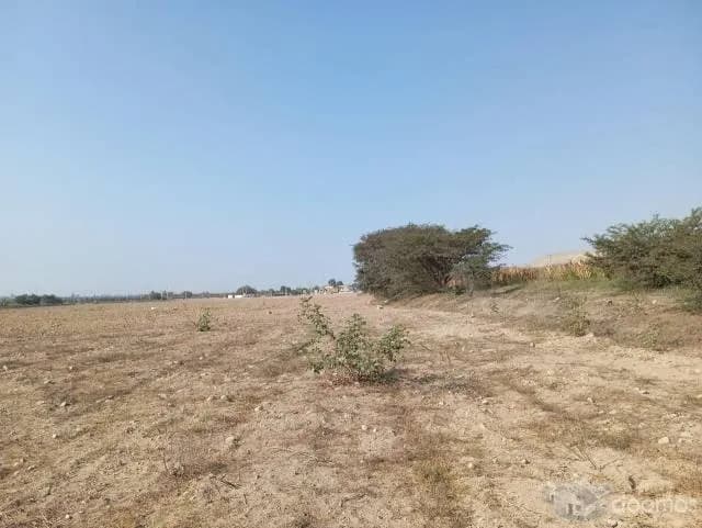 SE VENDE 14 hectáreas de TERRENO AGRÍCOLA - 2