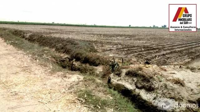 Venta de 3 parcelas agrícolas de 4 has cada una (juntas) total 13.1243 has en Caucato alto – San Clemente - Pisco - 2