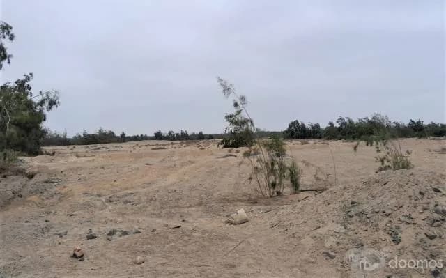 OCASION $9,000 X Has. - AGUA SANTA KM 222 ANTIGUA PANAMERICANA SUR ESPALDA DE AVICOLA SAN FERNANDO - PISCO - 2