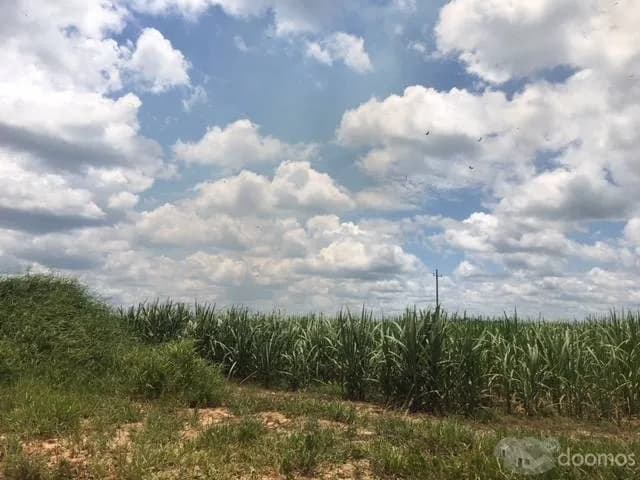 TERRENO AGRÍCOLA DE 70 HECTÁREAS EN CAMPOVERDE, PUCALLPA. CARRETERA FEDERICO BASADRE Km36 - 1