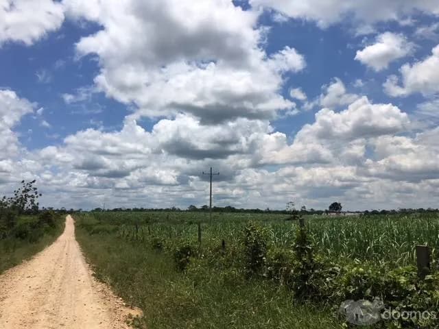 TERRENO AGRÍCOLA DE 70 HECTÁREAS EN CAMPOVERDE, PUCALLPA. CARRETERA FEDERICO BASADRE Km36 - 2