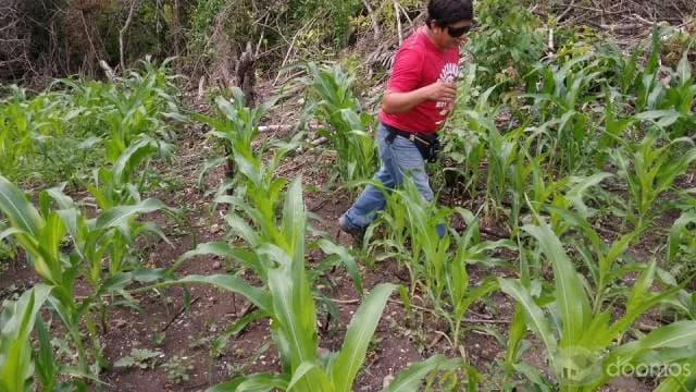 TERRENO EN LAMAS - 2