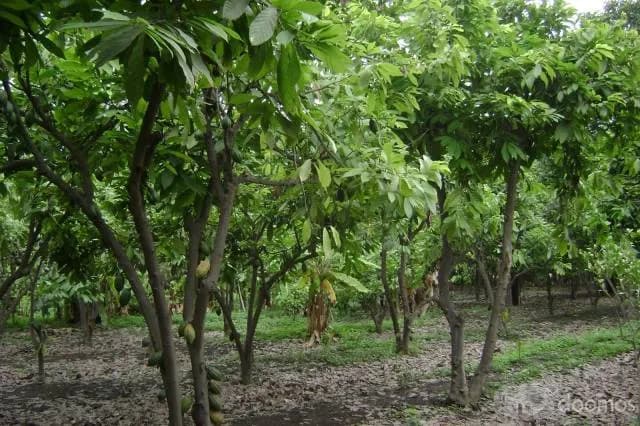 VENTA DE PARCELA AGRICOLA EN LA MATANZA - 2