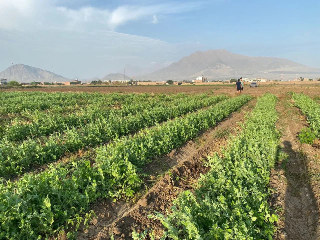 Terreno en venta 600 m² – Moche (Trujillo) - 1