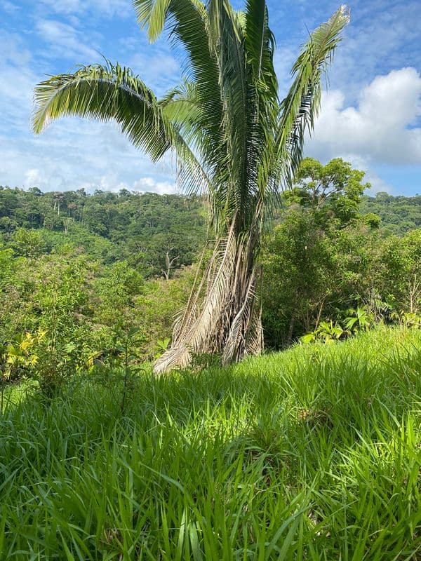 INVERSIONISTAS GRAN OPORTUNIDAD EN UNA EXCELENTE ZONA AGRICOLA - 1