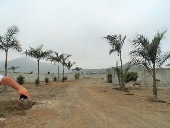 Vendo Terreno Casa de Campo Av Negritillo Cruze con Av Unsm, Pachacamac - 2
