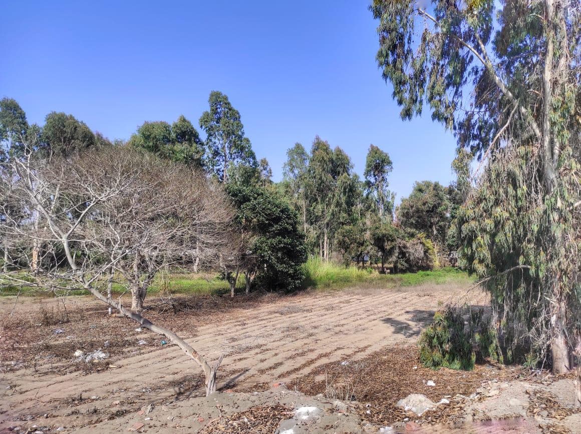 Espectacular Terreno 20,768 mt2 a U$55xM2, Bujama, Panamericana Sur 94.8 Km. Mala - 1