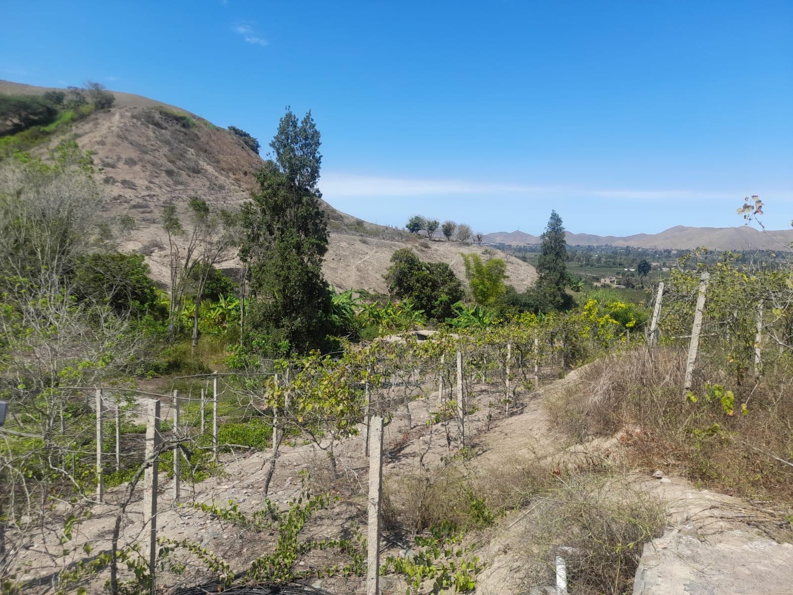 TERRENO EN VENTA - FUNDO DE 5 HAS. CON PLANTACIONES DE UVA Y OTROS FRUTALES - 1