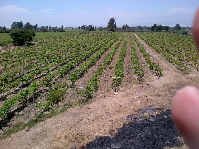 Campo - San Clemente - 1