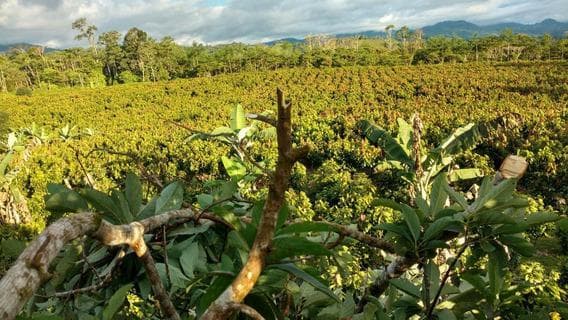 Venta De Terreno Agricola / 5.6 Hectareas /Casma - 1