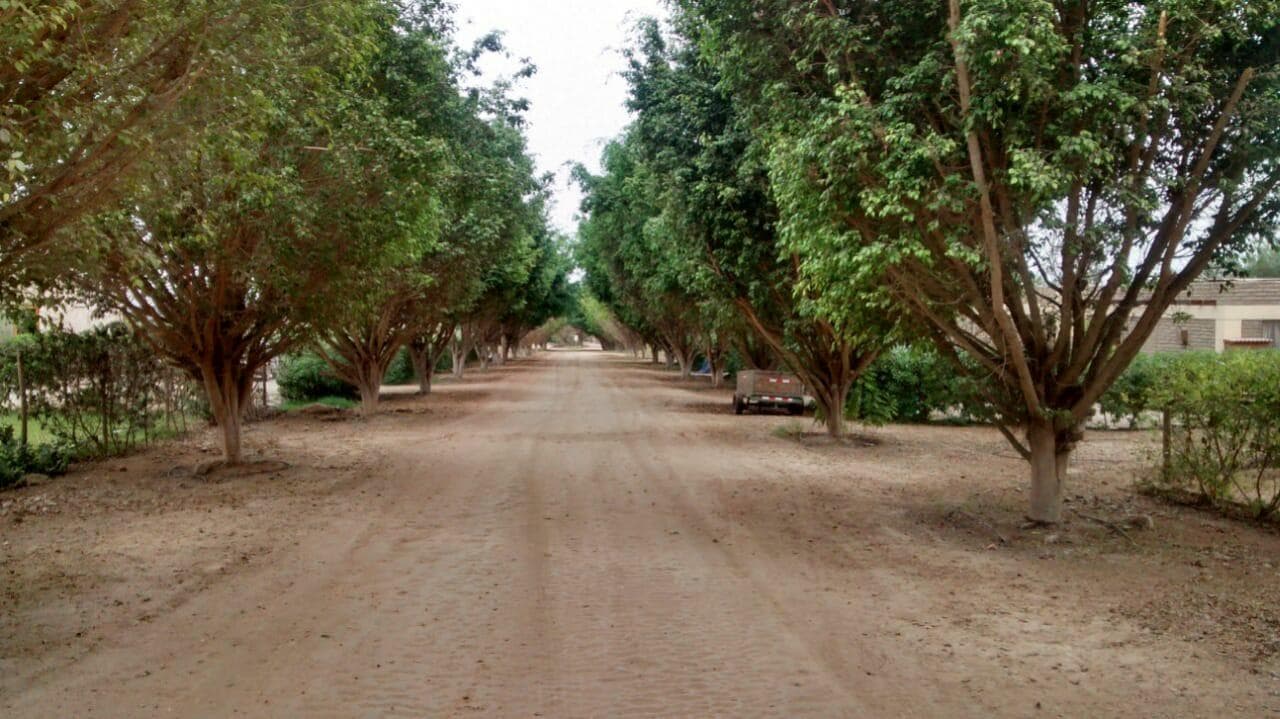 Venta de Terreno en Chincha Cond. Rio Chico - 2000m2 - Agua - energía Eléctrica - Segur. 24/7 - 1