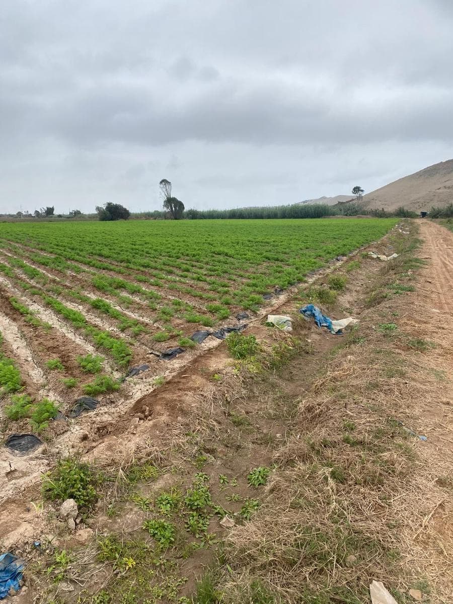 Vendo Terreno Agricola km 131 Pan Sur, Cerro Azul, Cañete - 1