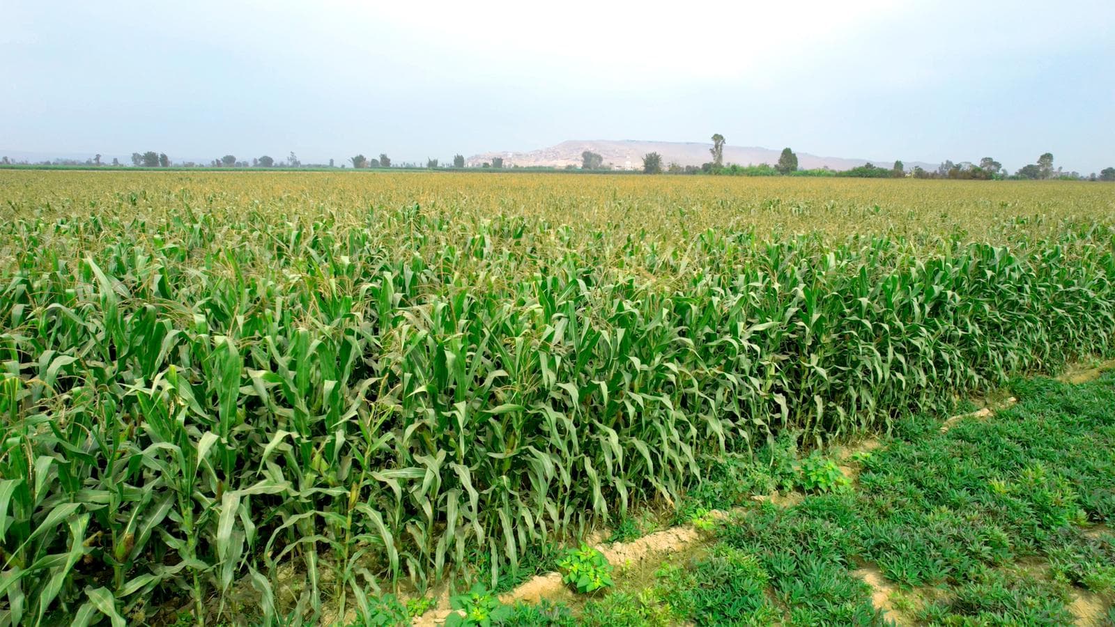 Oportunidad! Terreno agrícola de 20,000 m2 al Sur de Lima, Imperial Cañete - 2