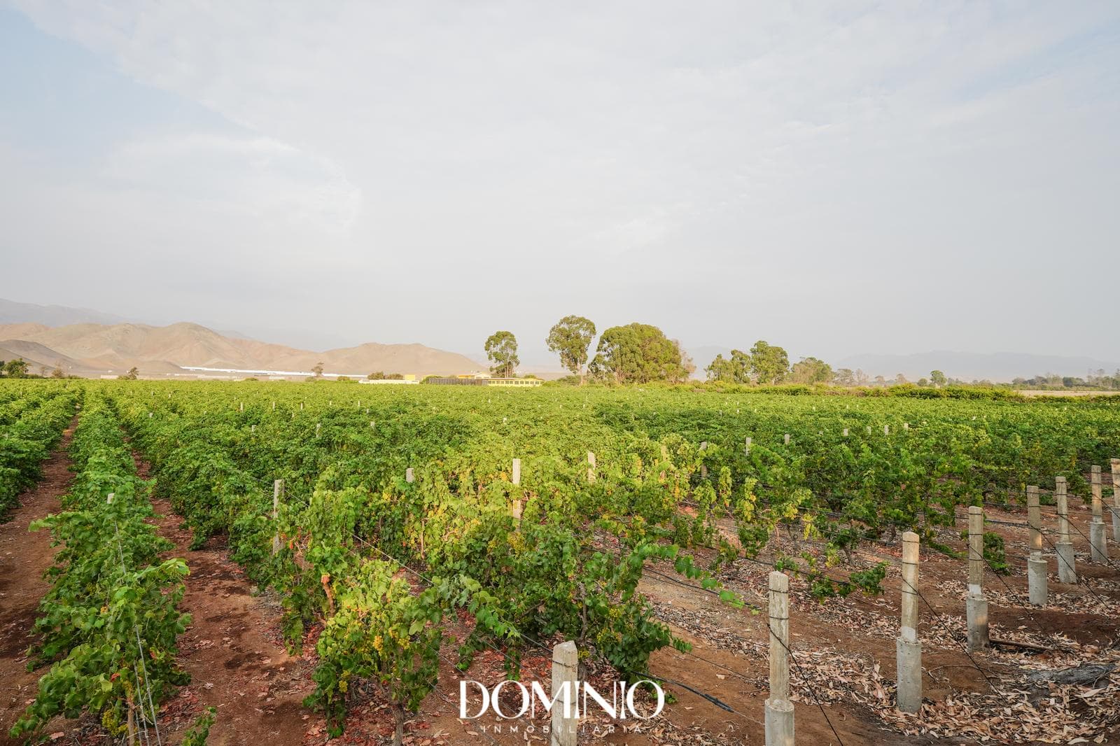 Fundo vitivinícola con bodega y casa en Asia – 5.82 ha en producción - 1