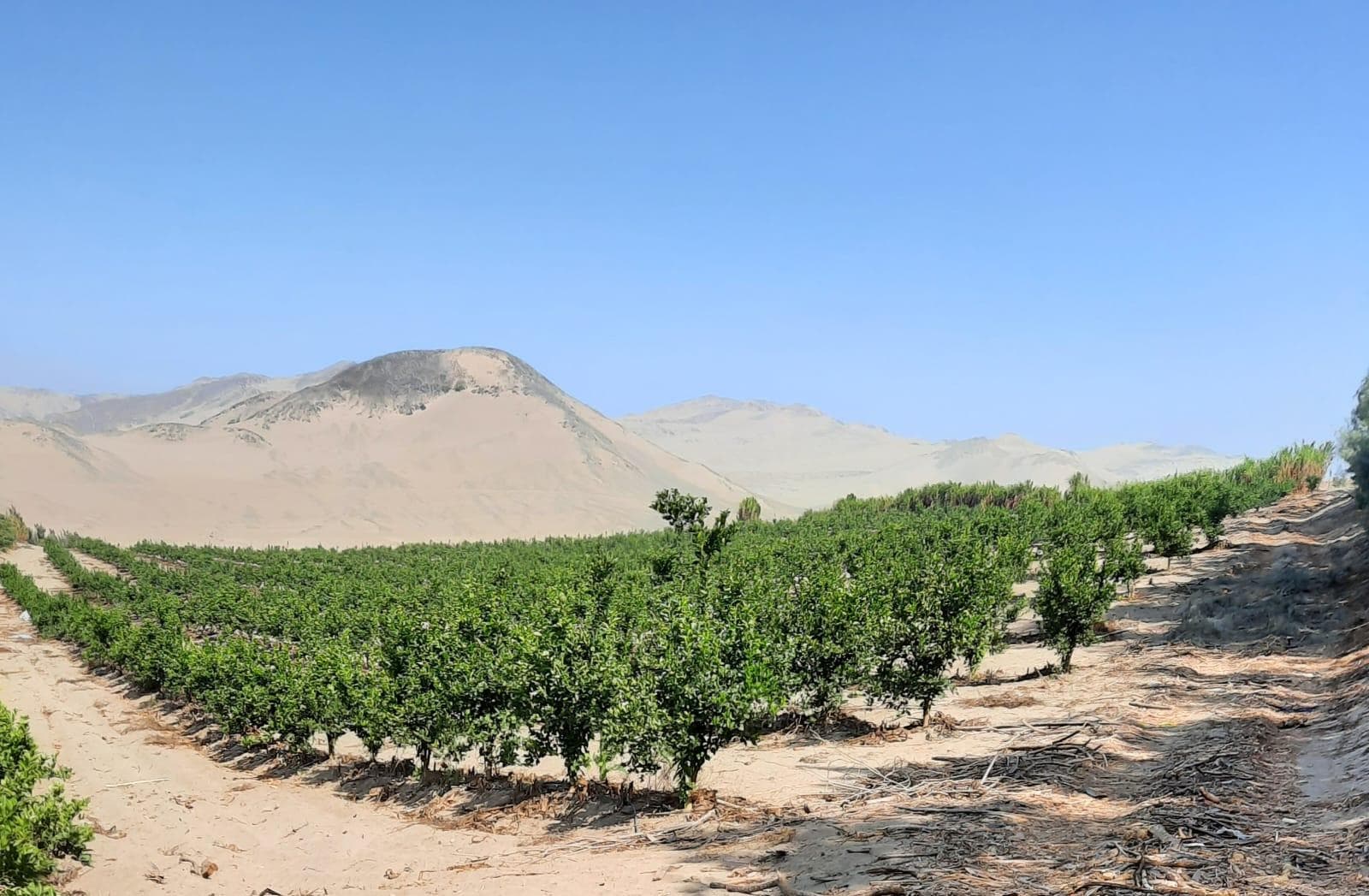 Oportunidad De Inversión En Fundo Agroexportador Consolidado – Sayán, Lima - 1