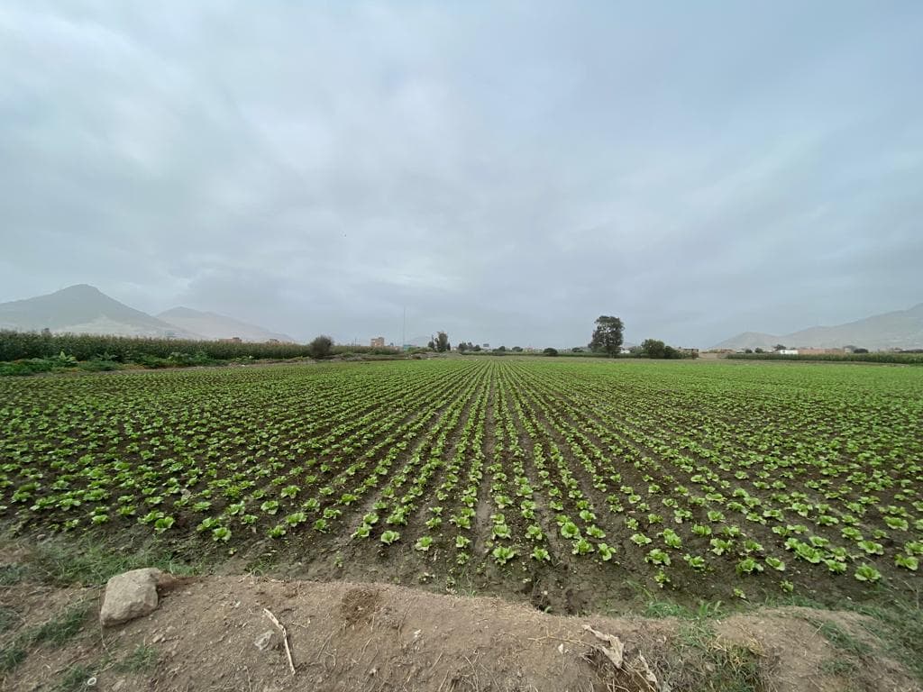 Oportunidad Única: Terreno De 1.23 Hectáreas En Provincia De Chancay - 2