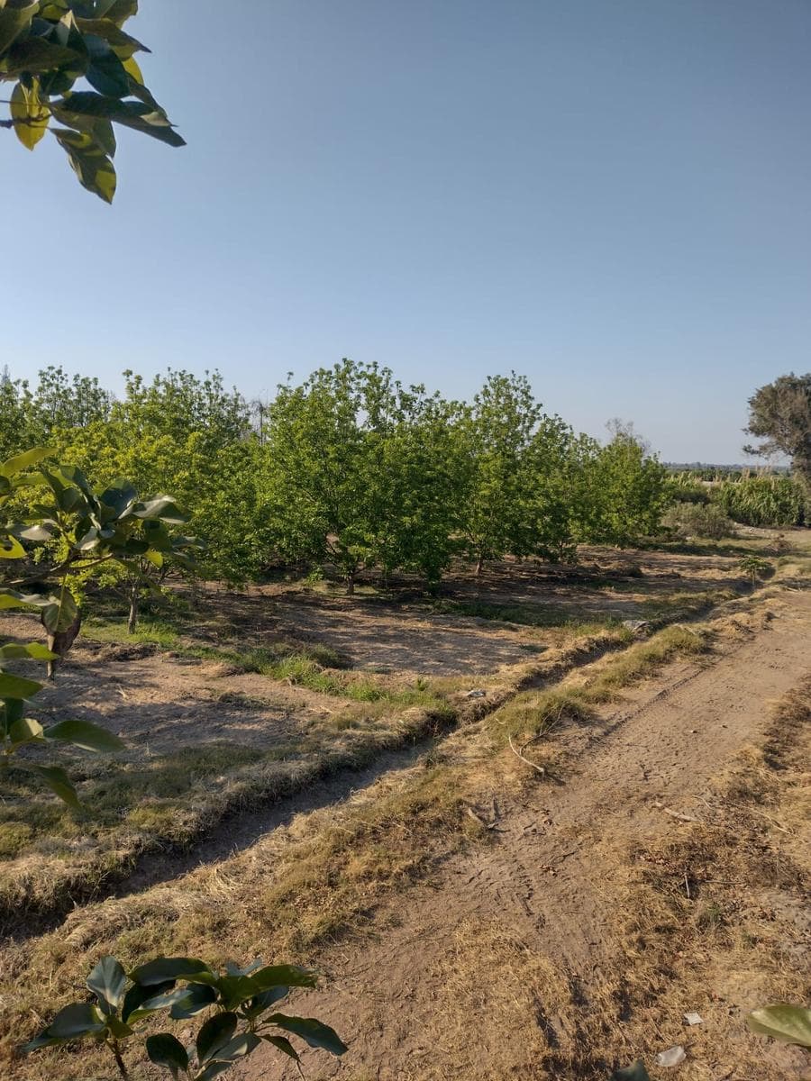 Terreno Agrícola en Pisco - 2