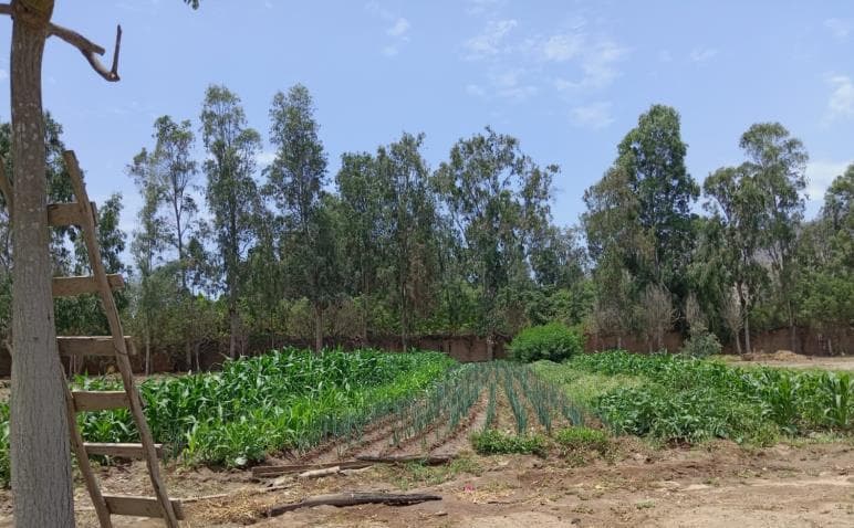 VENTA TERRENO EN CIENEGUILLA (609-349-28) - 1