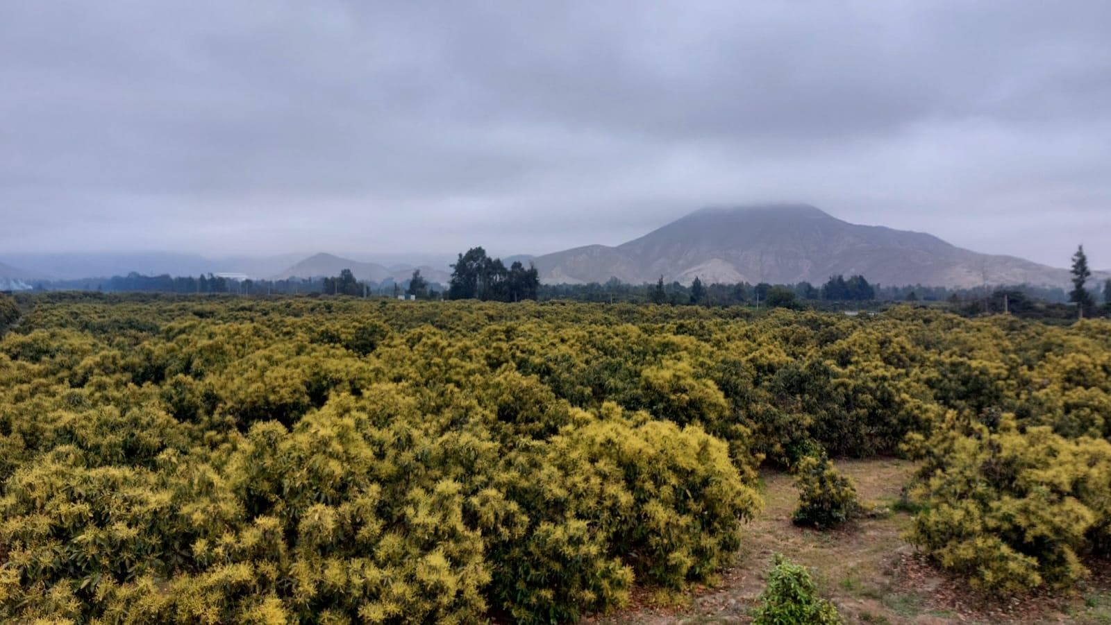Plantación de paltas (fundo agrícola) - 1