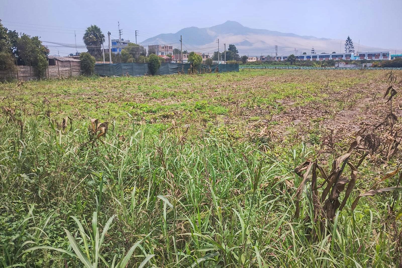 Terreno en venta en Chancay – 5,123 m² cerca del Megapuerto y Plaza Vea - 2