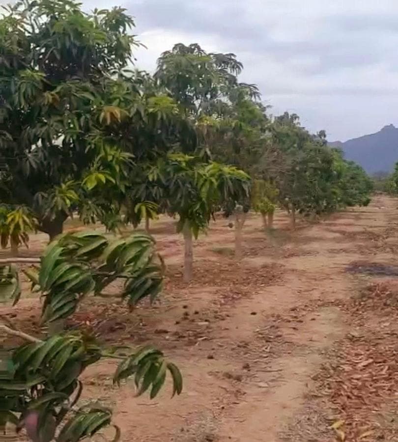 Terreno agrícola de 300000 m² con 7 dormitorios en venta en Olmos - 1