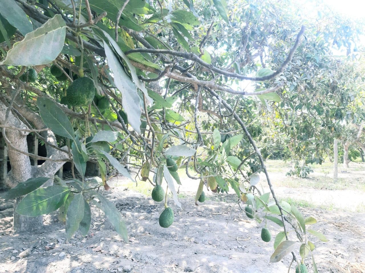 CASA HUERTA 1 HECTÁREA - 2