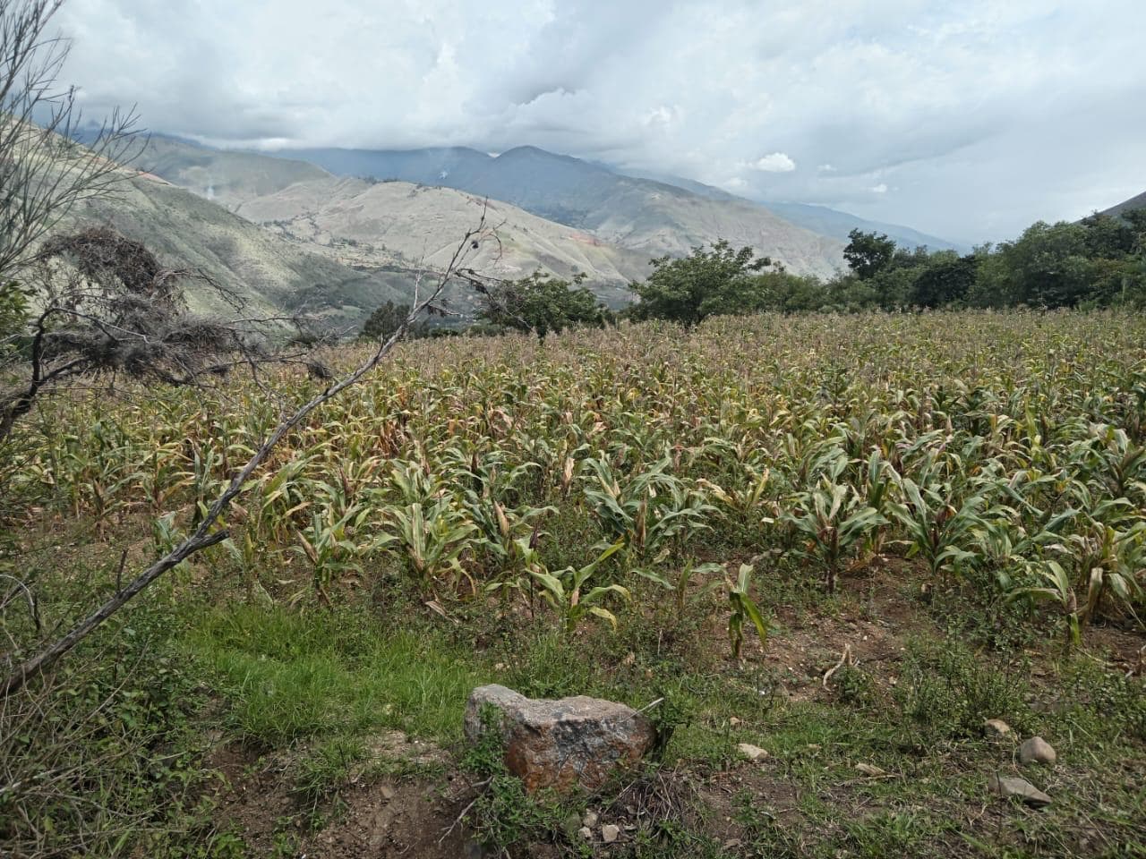 Terreno en Venta en Huánuco 20169 m2 - 1
