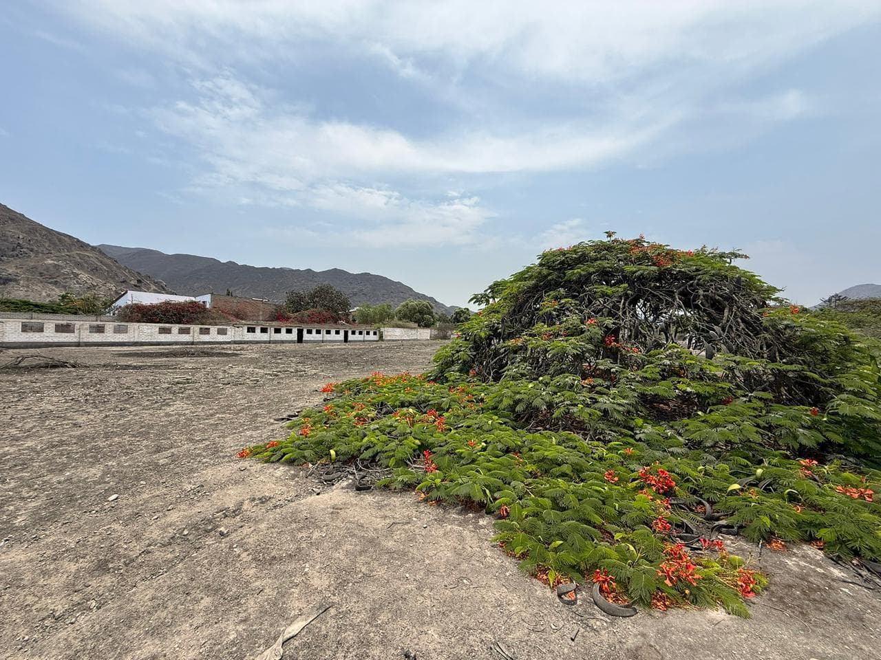 venta de terreno en Pachacamac - 1