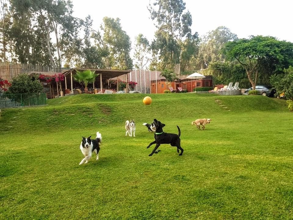 Oportunidad de Inversión: Hotel Canino en Funcionamiento con Terreno de 2,500 m² en Pachacámac - 1
