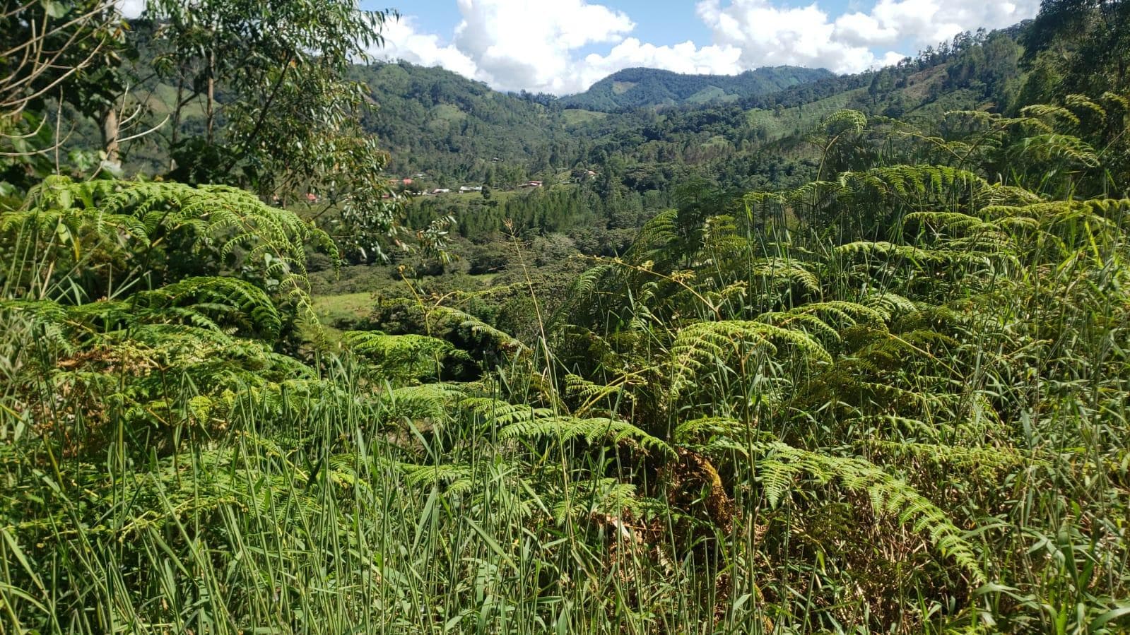 Terreno en Oxapampa - 1