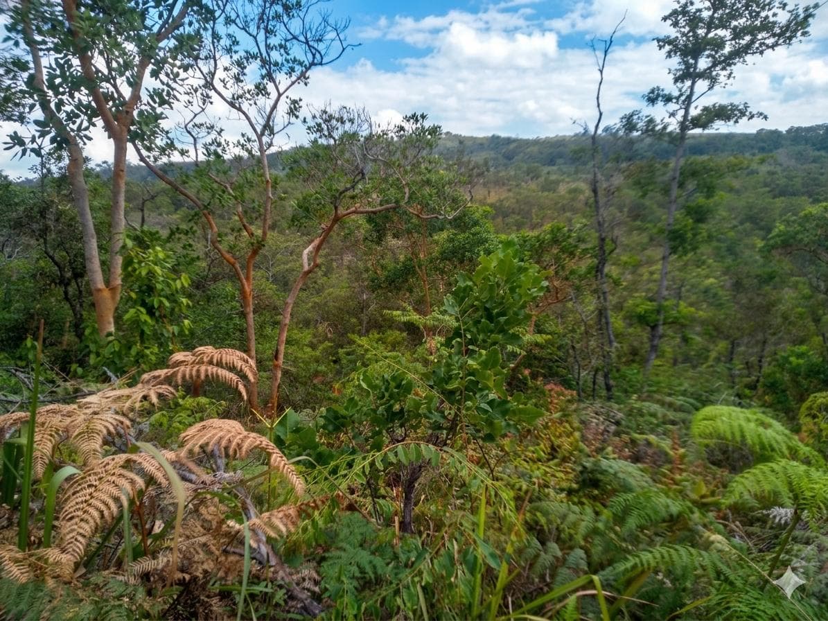 INVIERTA EN EL FUTURO VERDE DEL PERÚ: 2 MACROLOTES ESTRATÉGICOS PARA PROYECTOS ECO-TURÍSTICOS, HOTELEROS Y DE CASA DE CAMPO A 15´ DE TARAPOTO - 1