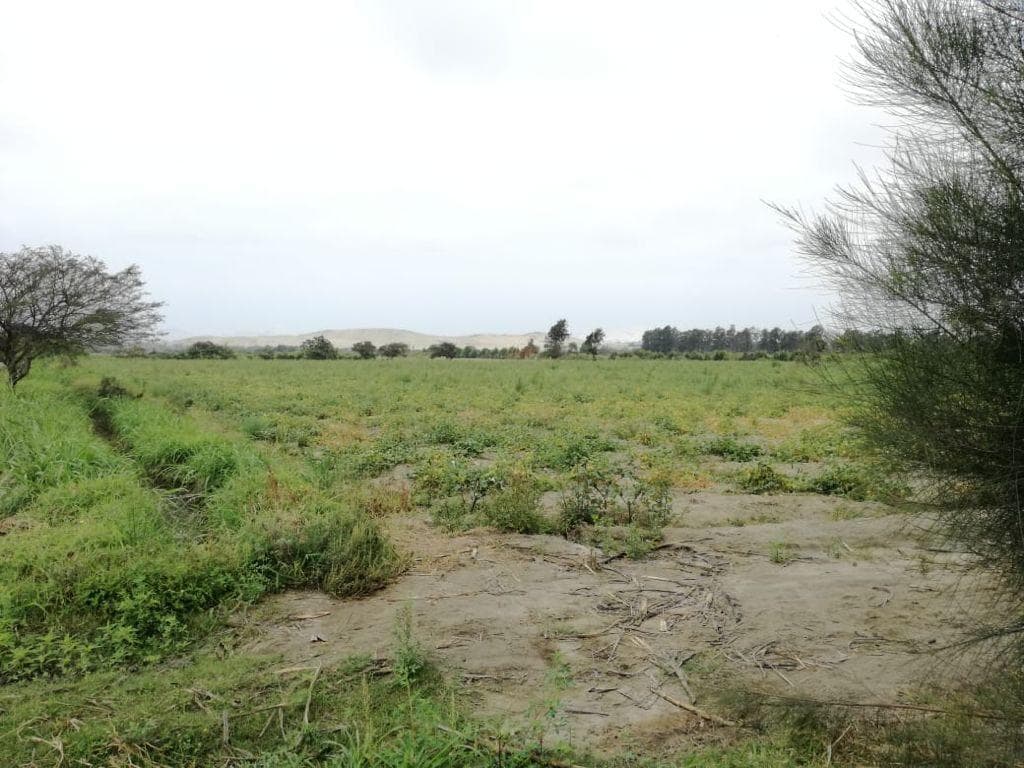 Venta de Terreno Urbano en Parcela UCT-79, Pampas de Chimbote, Ancash - 2